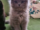 Masum Oyunbaz Kedi̇mi̇z