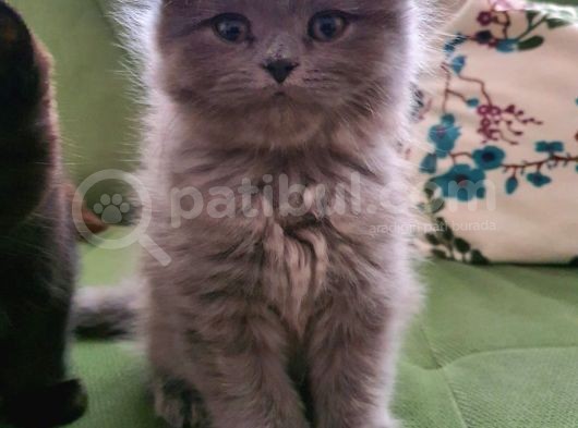 Masum Oyunbaz Kedi̇mi̇z görsel