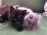 Masum Oyunbaz Kedi̇mi̇z