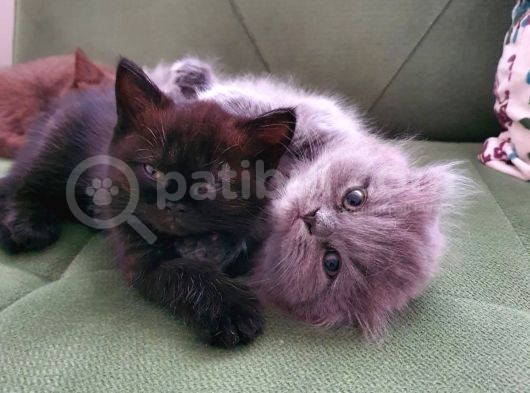 Masum Oyunbaz Kedi̇mi̇z görsel