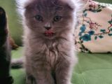 Masum Oyunbaz Kedi̇mi̇z