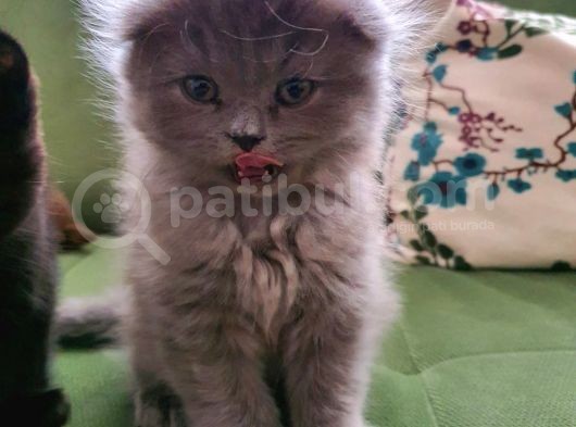 Masum Oyunbaz Kedi̇mi̇z görsel