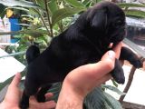 Pug Mops