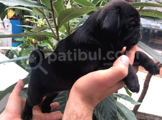 Pug Mops görsel