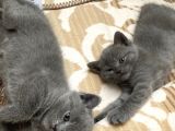 Aa Kalite Safkan Dişi British Shorthair Yavrularımız