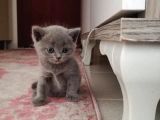 Aa Kalite Safkan Dişi British Shorthair Yavrularımız