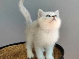 Kedi Değil Özel Genetik Kedi İsteyenlere Ns11