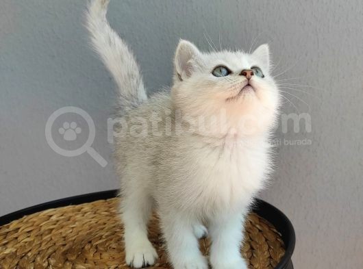 Kedi Değil Özel Genetik Kedi İsteyenlere Ns11 görsel