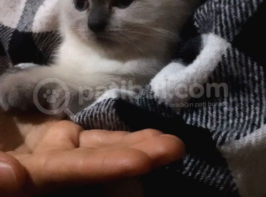 Acil Satılık  görsel