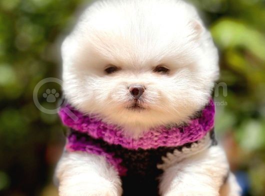 Safkan Pomeranian Boo Yavrularımız görsel