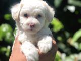 Dizayn Irk Maviş Maltipoo Yavrumuz