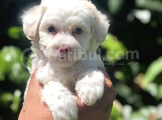Dizayn Irk Maviş Maltipoo Yavrumuz görsel