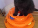 Safkan Scottish Fold