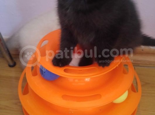 Safkan Scottish Fold görsel