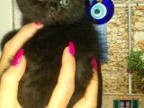 Safkan Scottish Fold