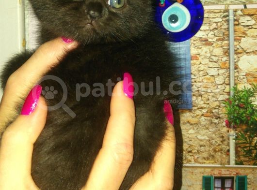 Safkan Scottish Fold görsel