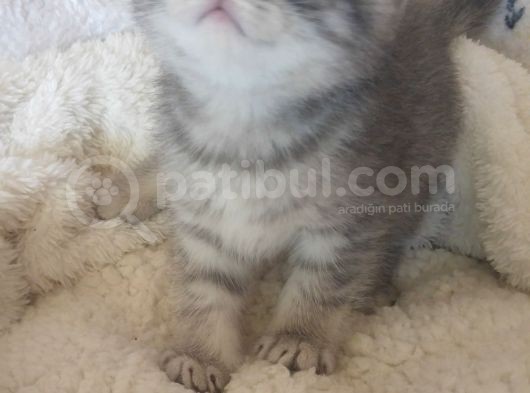 Safkan Scottish Fold görsel