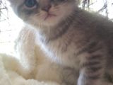 Safkan Scottish Fold