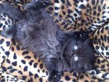 British Longhair