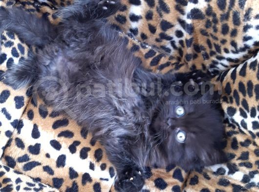 British Longhair görsel
