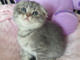Safkan Scottish Fold