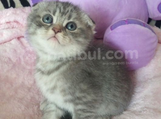 Safkan Scottish Fold