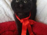 Safkan Scottish Fold