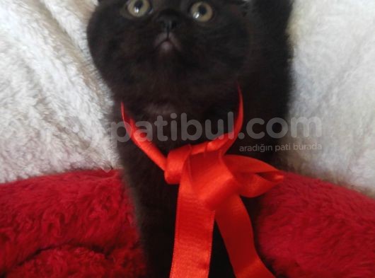 Safkan Scottish Fold görsel