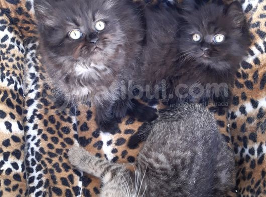 British Longhair görsel