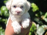 Dizayn Irk Maviş Maltipoo Yavrumuz