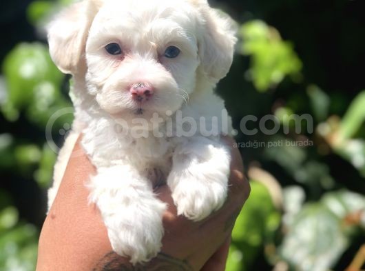 Dizayn Irk Maviş Maltipoo Yavrumuz