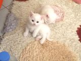Bri̇ti̇sh Beyaz Bebekleri̇mi̇ Sahi̇plendi̇receği̇m Görüşülür