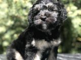 Türkiye'De Tek Yorkiepoo Yavrumuz