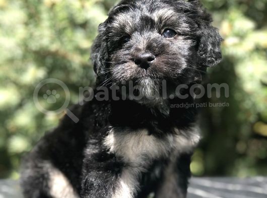 Türkiye'De Tek Yorkiepoo Yavrumuz görsel