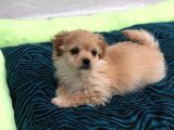 F1 Maltipoo