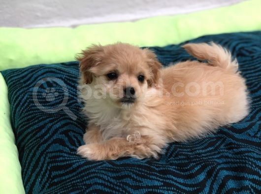 F1 Maltipoo görsel