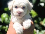 Dizayn Irk Maviş Maltipoo Yavrumuz