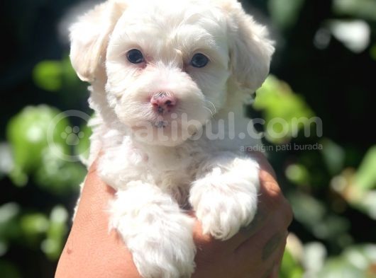 Dizayn Irk Maviş Maltipoo Yavrumuz görsel