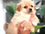 F1 Maltipoo