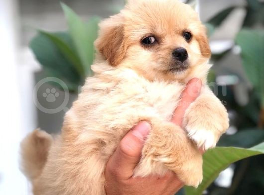 F1 Maltipoo