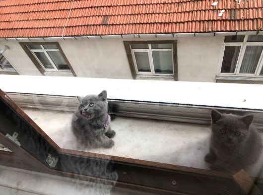 Aa Kalite Safkan Dişi British Shorthair Yavrularımız görsel