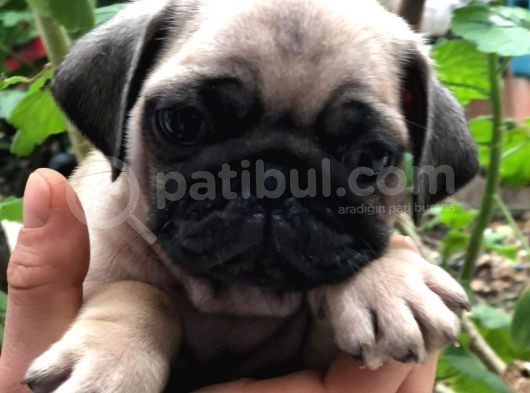 Pug Mops görsel
