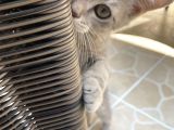 Dişi Blue Tabby 2 Aylık Görüşülür