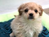F1 Maltipoo
