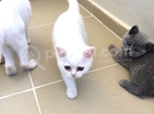 British Shorthair görsel