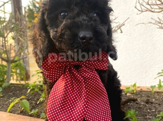 Birbirinden Sevimli Maltipoo Bebekler görsel