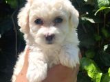 Bal Rengi Özel Irk Maltipoo