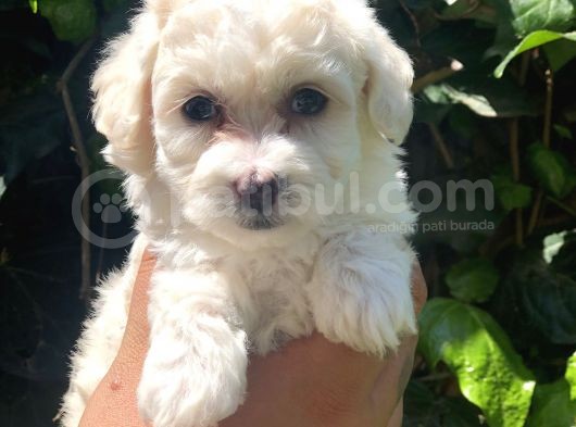 Bal Rengi Özel Irk Maltipoo görsel