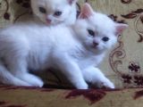 Scottish Shorthair