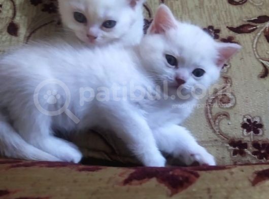 Scottish Shorthair görsel